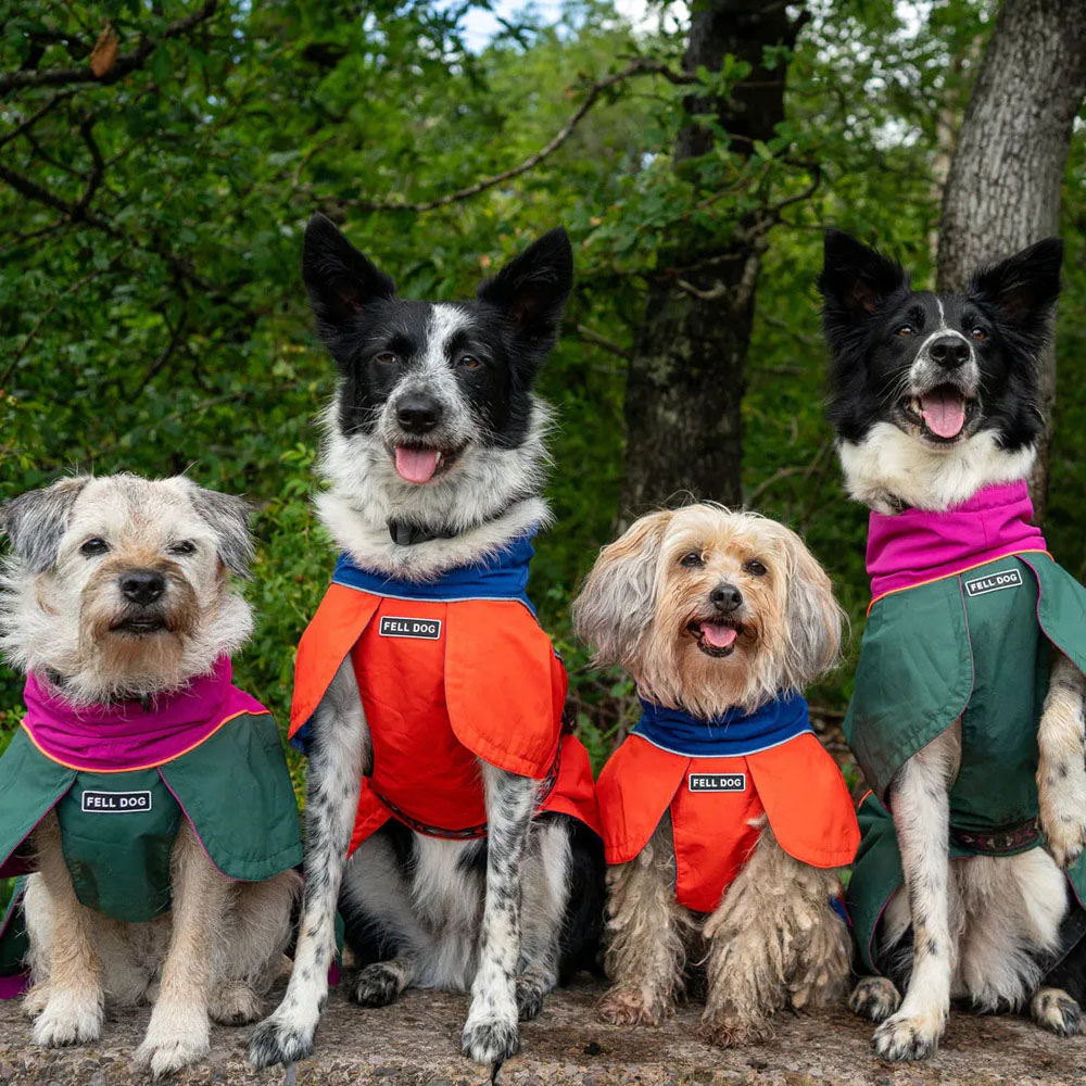 Black and white dog wearing a Drench waterproof dog jacket while sitting on rocky terrain outdoors.