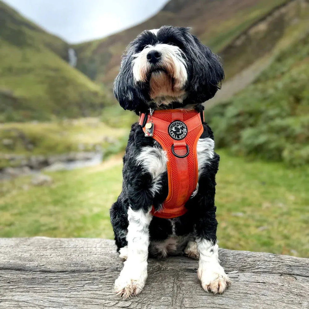 Fell Dog Helvellyn Harness Fell Dog Helvellyn Harness