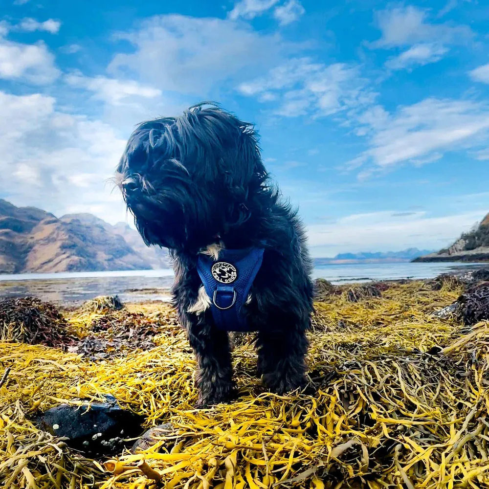 Fell Dog Helvellyn Harness Fell Dog Helvellyn Harness