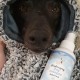 nilaqua pets baby fresh dog cologne 100ml shown with dog deodorising pet grooming spray